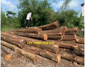 Gỗ tràm