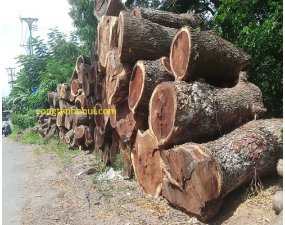 gỗ me tây
